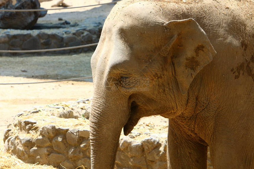 大象是地球上最大的动物图片
