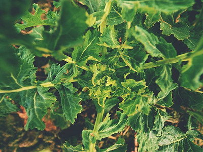田间年轻油菜的上部细节鲜花的新鲜绿色油菜图片