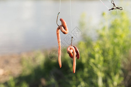 蚯蚓挂在河边的鱼钩上图片