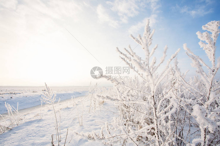 在雪地背景下田野草在雪地背景下覆图片