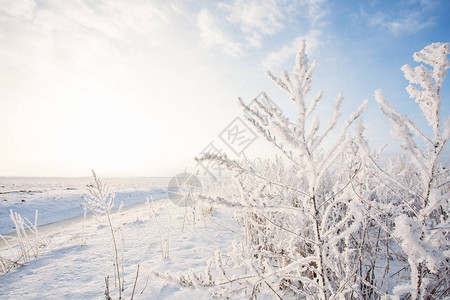 在雪地背景下田野草在雪地背景下覆图片