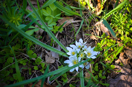 紧贴伯利恒之星Onnithogarum植物的白色花朵和图片