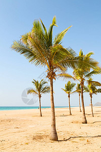 在沙滩附近的沙滩天空棕榈在背景图片