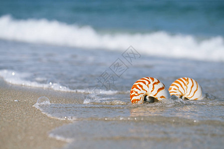 金沙滩上的纳图卢斯海贝壳海浪以柔太阳光图片