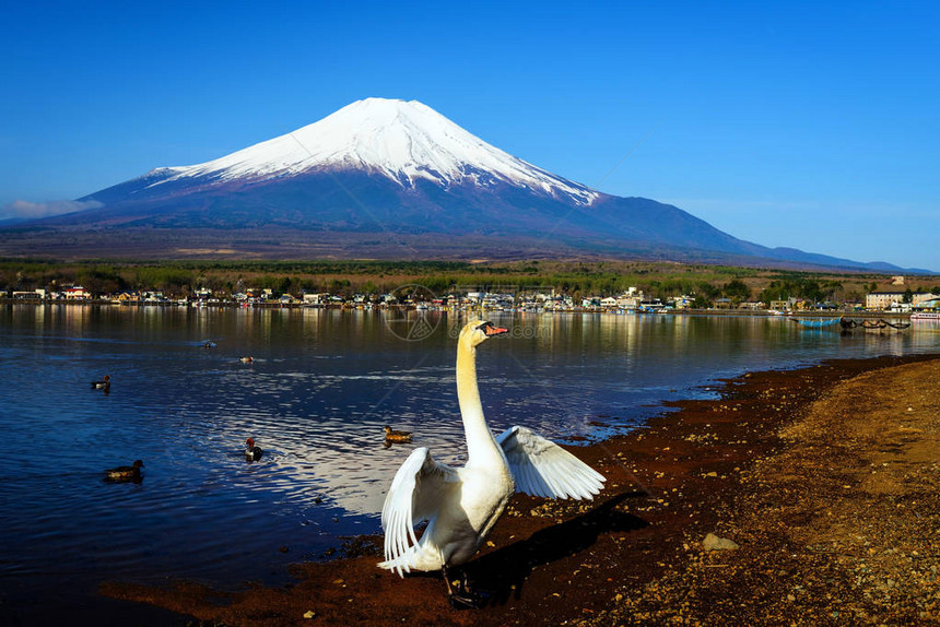 日本藤山5个湖亚马纳卡图片