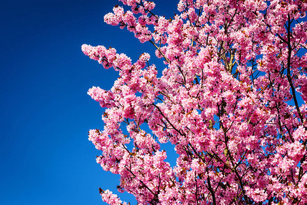 粉红色的樱花或樱花映衬着蓝天图片
