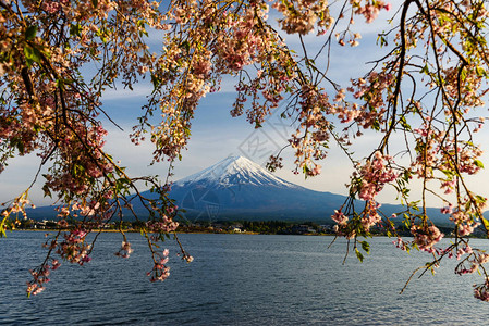 富士山和河口湖的樱花或樱花图片