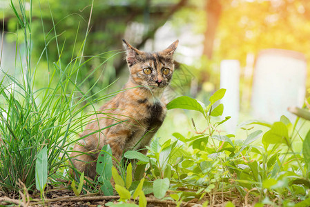 早上在草地路边玩耍的小猫亚洲猫图片