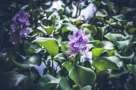 由各种花朵和植物组成的稀有热带图片