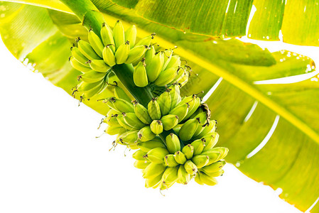 香蕉树有香蕉果实的树枝图片
