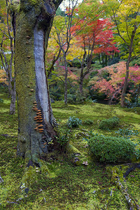 秋天在京都日本花园的树图片