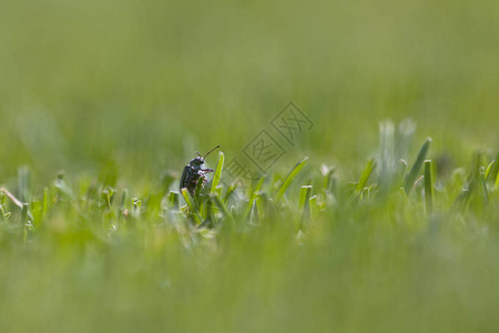 黑色甲虫攀登垂直草原的抽象宏图片
