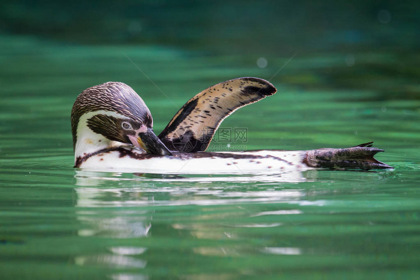一只洪堡企鹅清洗把图片