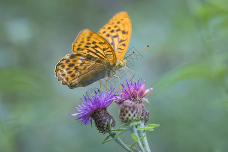 银洗贝母Argynnispaphia蝴蝶的顶视图特写镜头图片