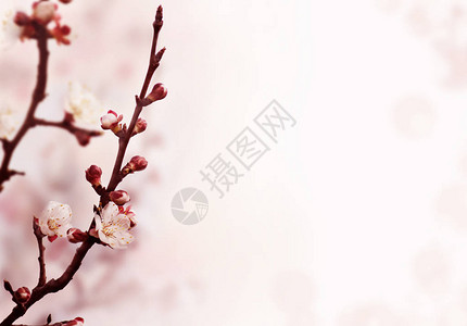 美丽的亚洲花园在春天壁纸樱花卉横幅背景设计开花的树特写镜头与阳图片
