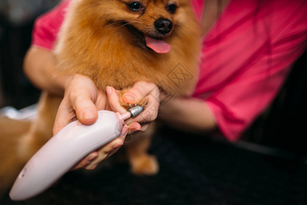 清洗的狗爪的宠物美容师图片