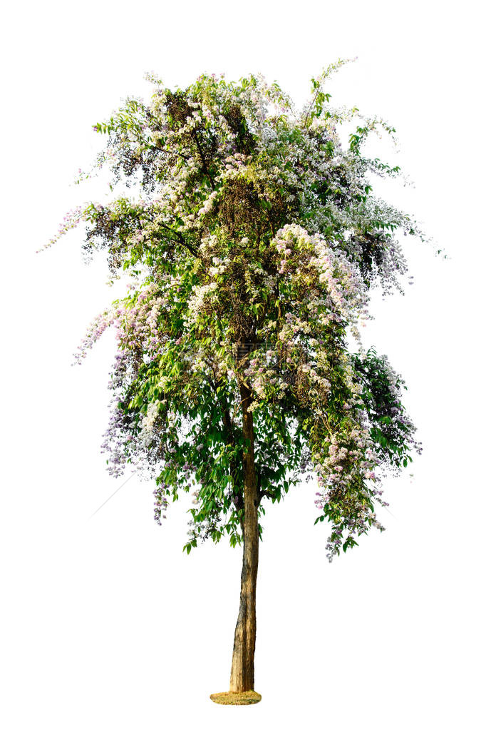 在白色背景上隔离的树Lagergroemiaspe图片