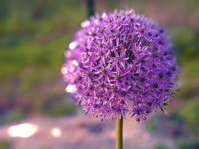 后花园紫蒜之花背景图片