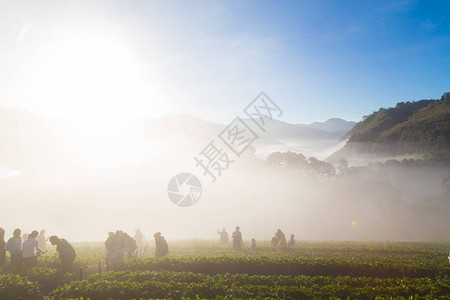 山日出的草莓田与雾农业景观图片