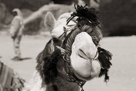 在彼得拉约尔丹骆驼给古董奇图片