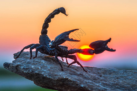 魔蝎座蝎子座是Arachnids的顺序背景