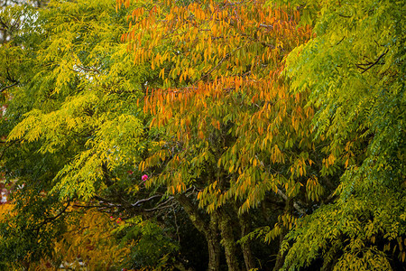 金色的秋天树木户外景观秋天的形象图片