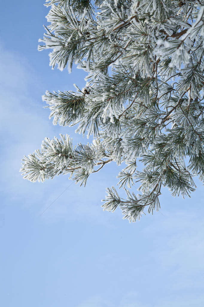 雪霜冻的风景在树图片