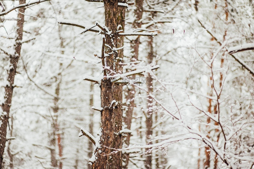 雪中的松树冬季森林的质地图片