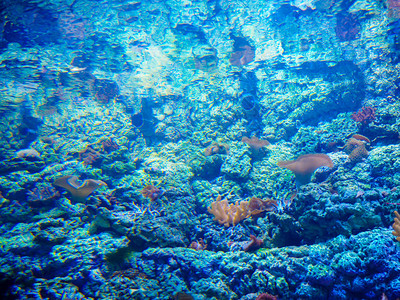 光滑的浅珊瑚花园图片