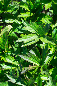 园艺植物绿叶背景图片
