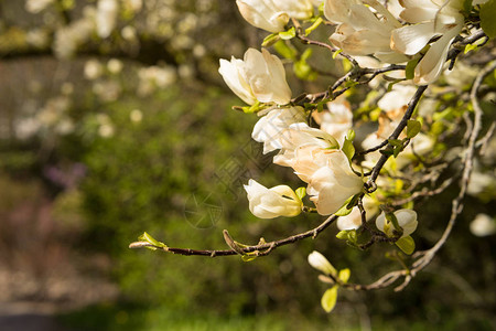 春天树枝上盛开的玉兰花图片