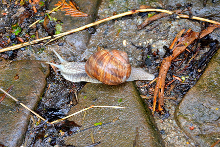 蜗牛在公园里在雨天在夏时图片