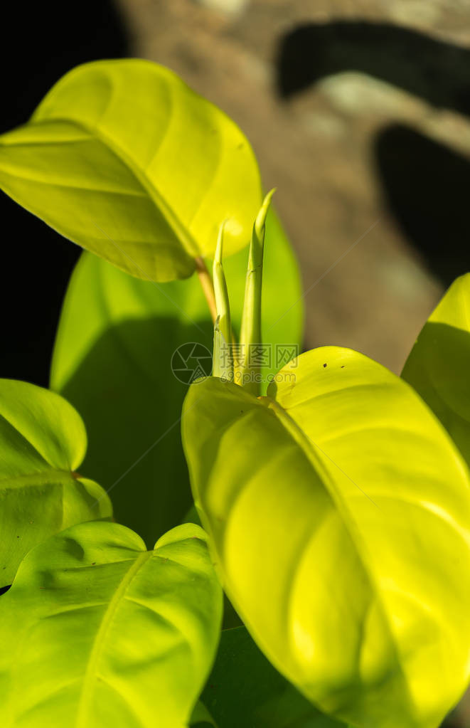 从原始植物长大的幼叶图片