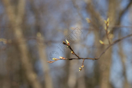 第一个春天温柔的叶子芽和树枝图片