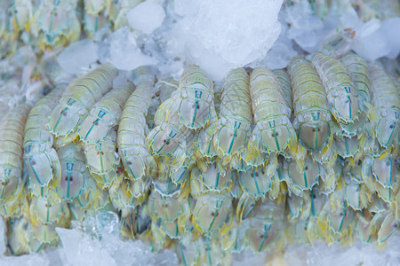 海产食品销售市场销售中从海上新鲜出海的虾小龙虾或鳄图片