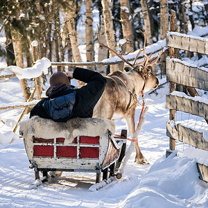 芬兰拉普兰Rovaniemi冬季骑驯鹿图片