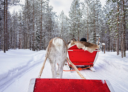 在芬兰拉普兰Rovaniemi的冬季森林中游图片
