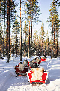 芬兰拉普兰罗瓦涅米冬季森林中的驯鹿滑雪图片