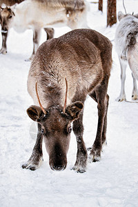 芬兰拉普兰冬季农场的驯鹿图片