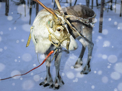 芬兰拉普兰罗瓦涅米冬季农场的驯鹿图片