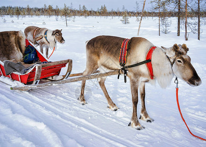 芬兰拉普兰罗瓦涅米岛冬季雪橇上图片