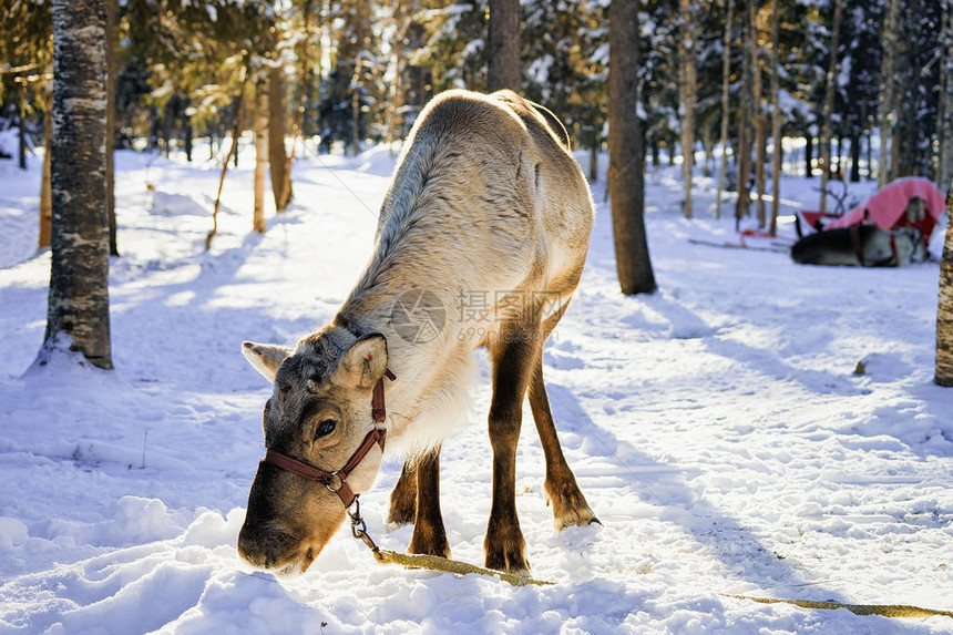 芬兰拉普兰罗瓦涅米冬季农场图片