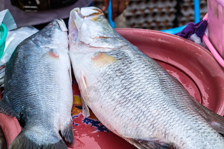 渔业市场的鱼类图片