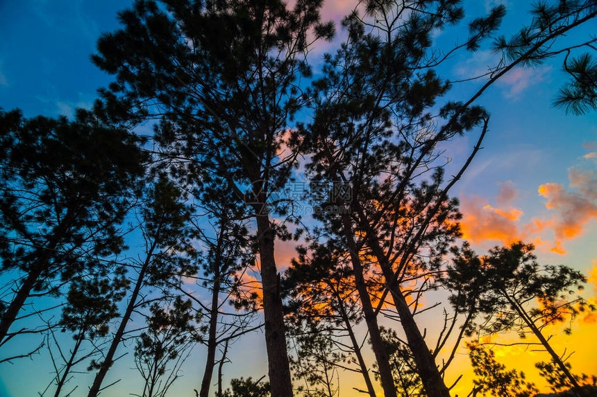 黄天云山夕阳上的锡卢阿特树图片