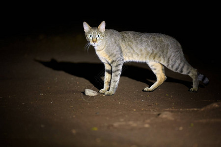 非洲野猫FelisSilvestrislybica的夜景照片图片