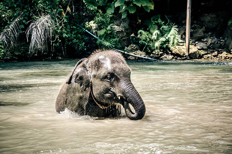 小象喜欢在小溪边玩水图片