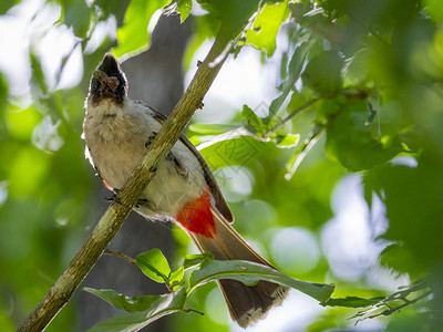 鸟在自然背景上的树枝上的图像动物栖息的红图片