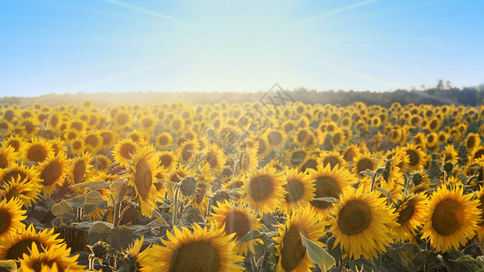 阳光照耀的田野里的向日葵图片