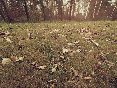 老黄叶落在干苔上干苔藓干松针和干橡树叶的小植物林地立春对地面的图片