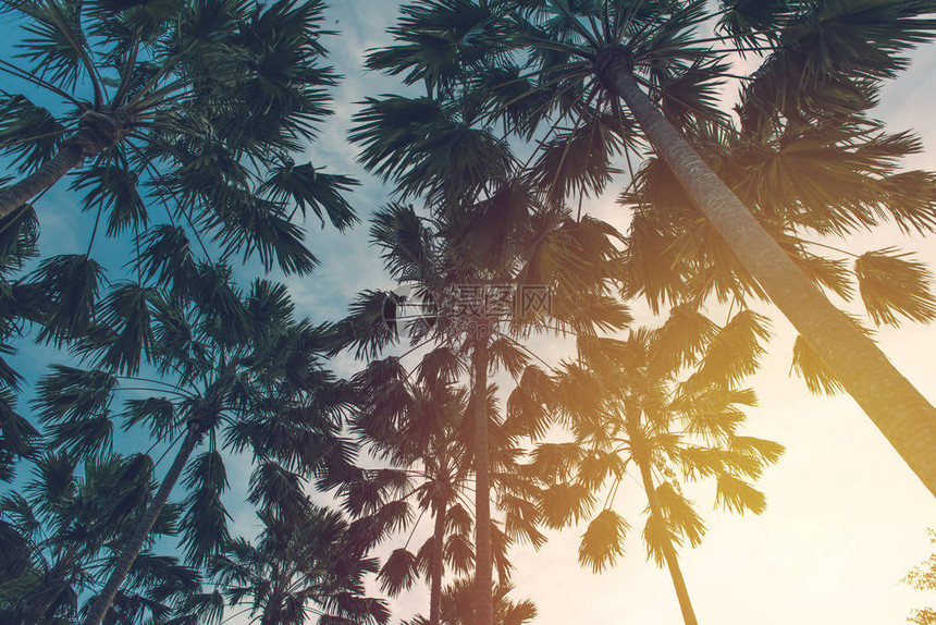 泰国热带海滩的椰子树图片